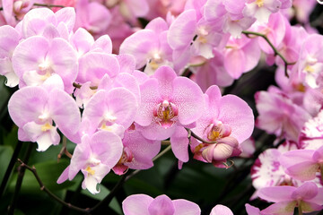 Fototapeta na wymiar Pastel pink phalaenopsis moth orchids in flower.