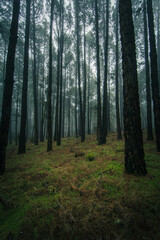 Esperanza Wald bei Las Rosas, Nordosten von Teneriffa