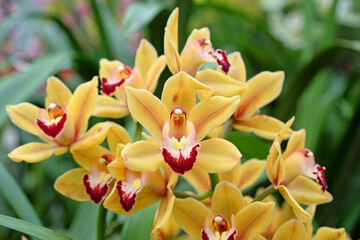 Yellow and red Cymbidium orchids in flower.