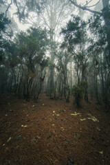 Esperanza Wald bei Las Rosas, Nordosten von Teneriffa