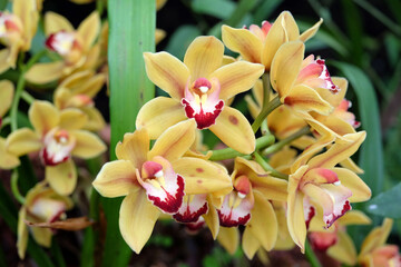 Yellow and red Cymbidium orchids in flower.