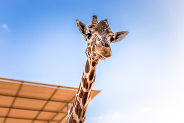 Close-up of giraffe head against sky.