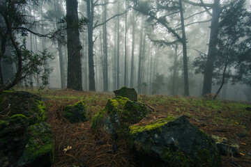 Esperanza Wald bei Las Rosas, Nordosten von Teneriffa