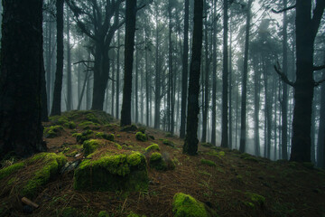 Esperanza Wald bei Las Rosas, Nordosten von Teneriffa