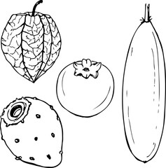 Latin american fruit black and white vector set isolated on a white background.
