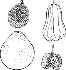 Asian fruit black and white vector set isolated on a white background.