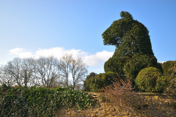 Topiary art design in Lacock, Wiltshire, England, United Kindgom