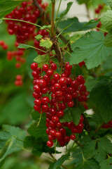 Rote Johannisbeeren am Strauch	