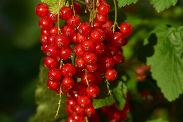 Rote Johannisbeeren am Strauch	