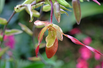 Naklejka na ściany i meble Pink and cream Phragmipedium orchids in flower.