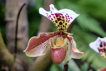 Naklejka na ściany i meble Red mottled Phragmipedium orchids in flower.