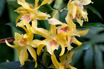 Dendrobium orchids, Stardust,  in flower. - obrazy, fototapety, plakaty