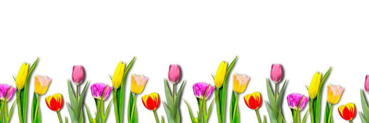 Tulpen / Banner / Textfreiraum