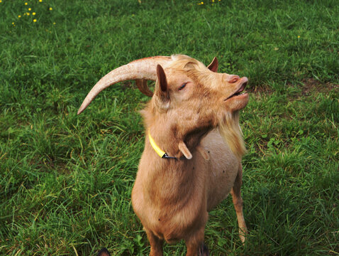 Bouc