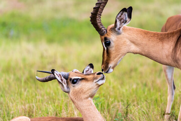 Impala antelopes in the Mlilwane Wildlife refuge, a game reserve in Swaziland
