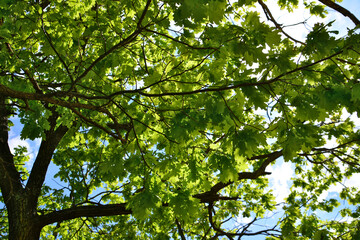Obraz premium An oak tree with green leaves and the sun shining through them isolated