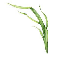 Fototapeta premium Green grass watercolor detailed illustration. Hand drawn realistic botanical blade of fresh green grass image. Fresh lush herb decorative element.