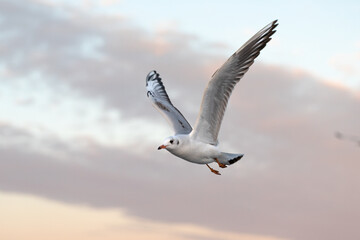 Seagull flying on the backdrop of sunset sky.