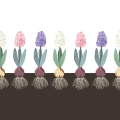 Hyacinth in a sand seamless pattern, botanical vintage style border. Hyacinths with onion, roots, leaves and flowers in the soil. Vector illustration.
