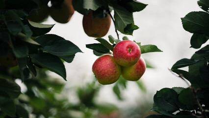 Three red apples on branch ready to be harvested. Ripe red apple fruits in apple orchard. Selective focus.