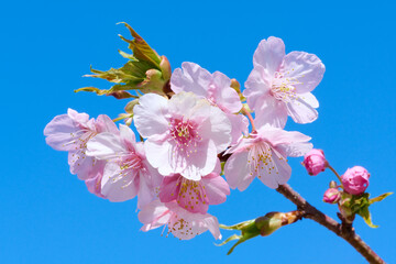 早春の桜の花と青空　河津桜のクローズアップ - 576277896