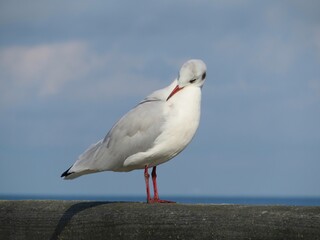 seagull standing on a pier