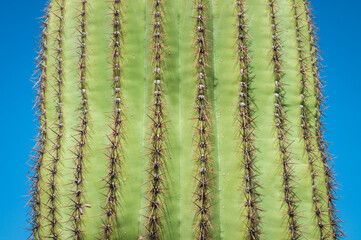 The Famous Cactuses of Saguaro National Park