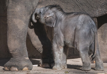 Kleiner Elefant trinkt bei der Mutter
