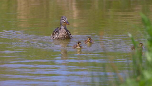 Slow Motion Shot Of Wild Dabbling Duck Swimming With Ducklings In Rippled Lake - Arvada, Colorado