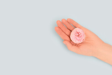 Female hand hold pink rose flower on a blue background. Place for your design.