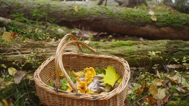 mushroom basket in the woods