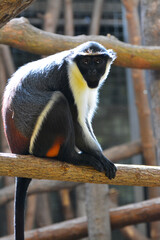 Portrait of a Diana monkey sitting on a tree