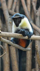 Obraz premium A rare Diana Monkey sitting on a branch