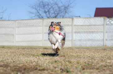 Cute young happy tricolor sheltie dog runs and carries a toy rope in its teeth. Shetland sheepdog...