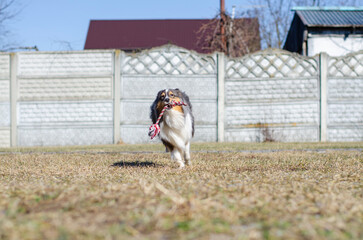 Cute young happy tricolor sheltie dog runs and carries a toy rope in its teeth. Shetland sheepdog...