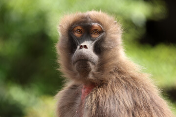 Female gelada (Theropithecus gelada), sometimes called the bleeding-heart monkey or the gelada baboon