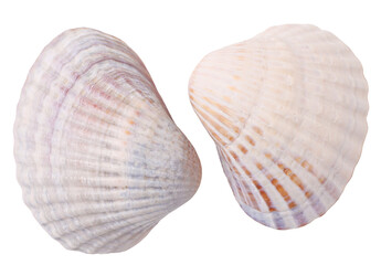 Two seashells, transparent background
