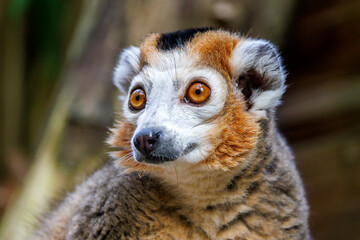The crowned lemur (Eulemur coronatus) close up shot - obrazy, fototapety, plakaty