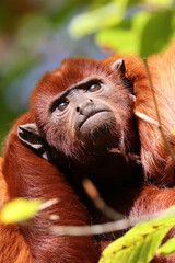 Close up shot of colombian red howler or Venezuelan red howler (Alouatta seniculus)