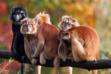The East Javan langur (Trachypithecus auratus), also known as the ebony lutung, Javan langur or Javan lutung