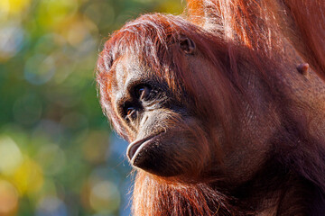 Close up shot of borneo orang-utang (Pongo pygmaeus)