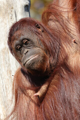 Close up shot of borneo orang-utang (Pongo pygmaeus)