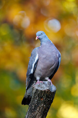 The common wood pigeon or common woodpigeon (Columba palumbus), also known as simply wood pigeon, wood-pigeon or woodpigeon
