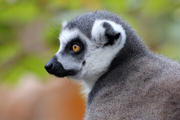 Close up shot of Ring-tailed lemur (lemur catta)