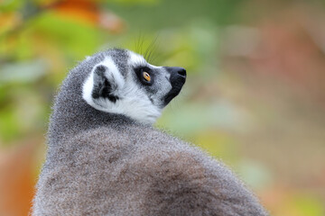 Fototapeta premium Close up shot of Ring-tailed lemur (lemur catta)
