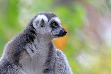 Close up shot of Ring-tailed lemur (lemur catta)