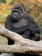 Close up shot of a western Lowland Gorilla