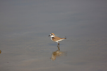 little bird in the water, Kentish Plover, Charadrius alexandrinus