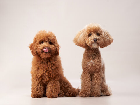 two poodles on a beige background. curly dogs in photo studio. Maltese, maltipoo 