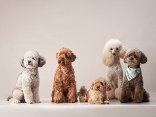 five different poodles on a beige background. curly dogs in photo studio. Maltese, maltipoo 